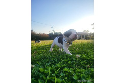 成約済の沖縄県のミックス犬-239002の2枚目