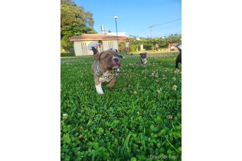 成約済の沖縄県のミックス犬-239009の4枚目