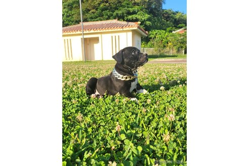 成約済の沖縄県のミックス犬-239015の6枚目