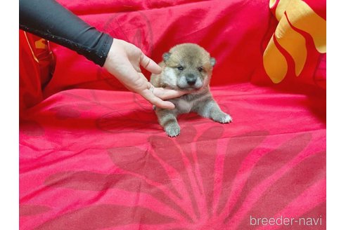 成約済の奈良県の豆柴-244579の1枚目