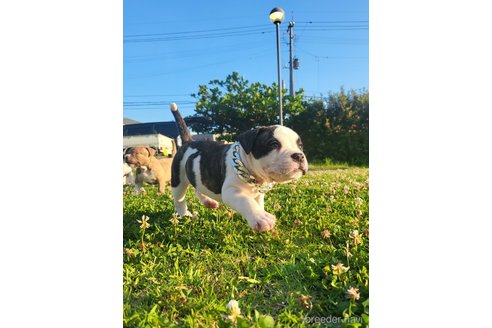 成約済の沖縄県のミックス犬-239000の8枚目