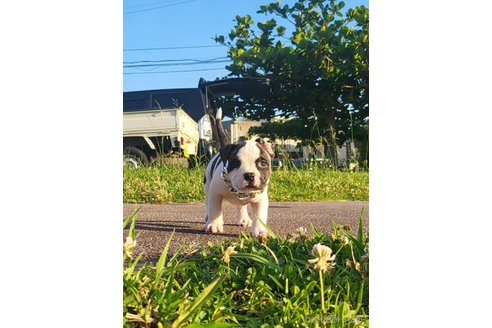 成約済の沖縄県のミックス犬-239000の7枚目