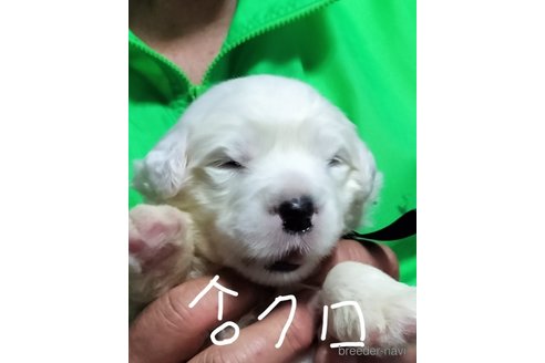 販売中の香川県のオールドイングリッシュシープドッグ-244584