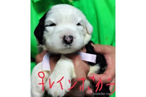 販売中の香川県のオールドイングリッシュシープドッグ-244588