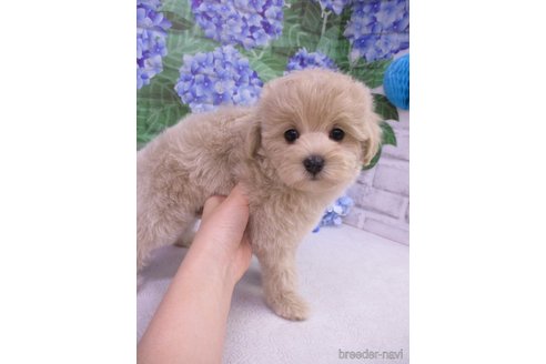 成約済の鳥取県のマルプー:マルチーズ×トイプードル-238352の1枚目