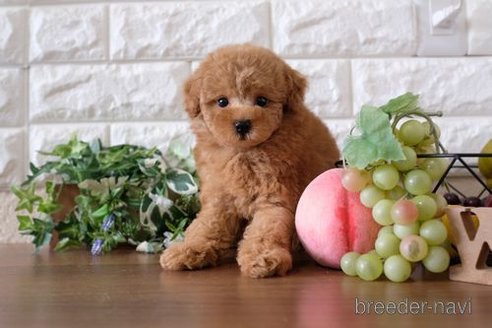 成約済の滋賀県のトイプードル-241920の1枚目