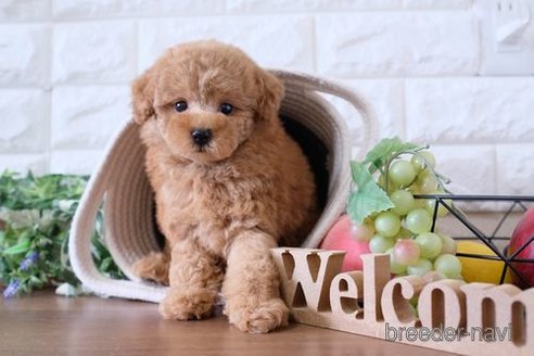 成約済の滋賀県のトイプードル-241920の6枚目