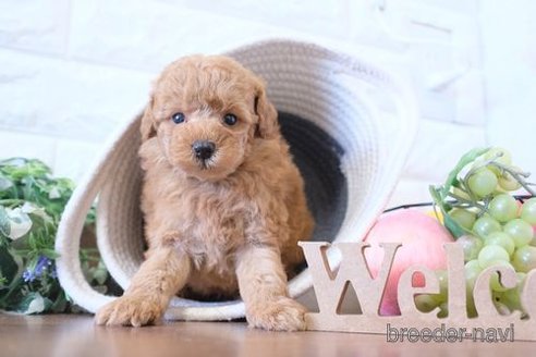 成約済の滋賀県のトイプードル-241920の3枚目