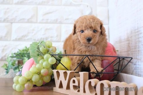 成約済の滋賀県のトイプードル-241920の2枚目