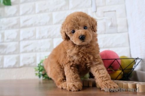 成約済の滋賀県のトイプードル-241921の1枚目