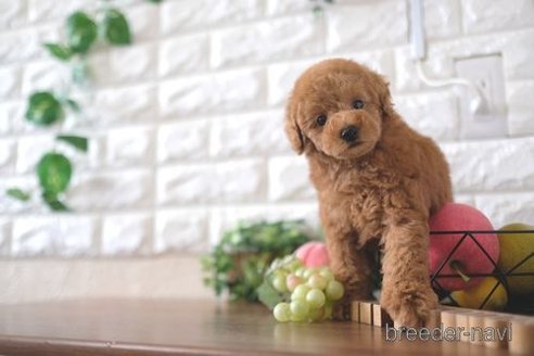 成約済の滋賀県のトイプードル-241921の6枚目