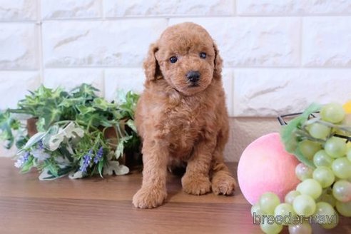 成約済の滋賀県のトイプードル-241921の3枚目