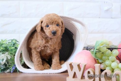 成約済の滋賀県のトイプードル-241921の2枚目