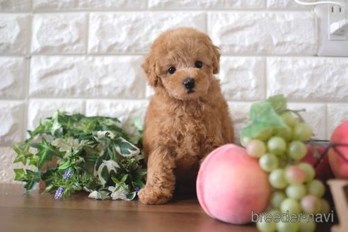 成約済の滋賀県のトイプードル-241922の1枚目