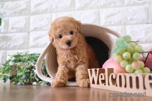 成約済の滋賀県のトイプードル-241922の6枚目