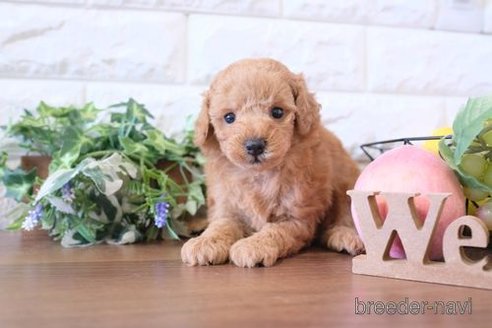 成約済の滋賀県のトイプードル-241922の3枚目