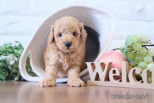 成約済の滋賀県のトイプードル-241922の2枚目