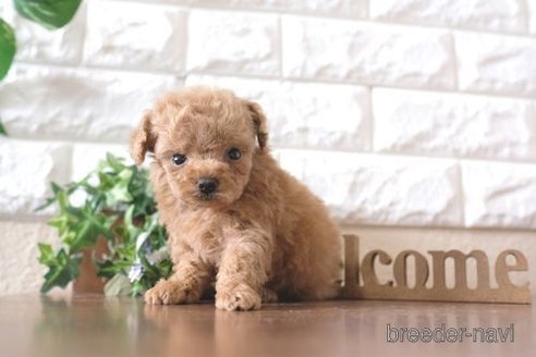 成約済の滋賀県のトイプードル-241971の1枚目