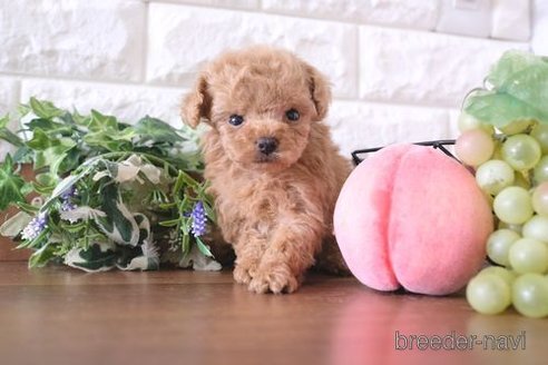 成約済の滋賀県のトイプードル-241971の6枚目