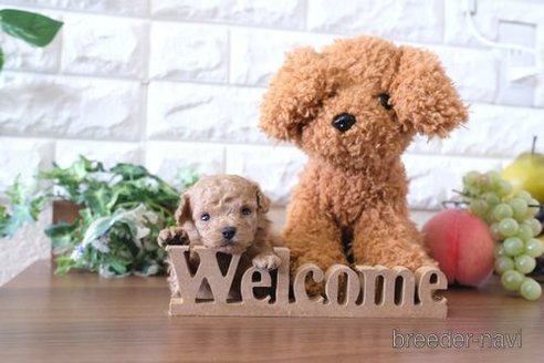 成約済の滋賀県のトイプードル-241971の3枚目