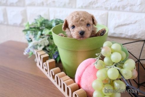 成約済の滋賀県のトイプードル-241971の2枚目