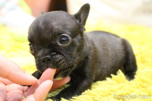 成約済の愛知県のフレンチブルドッグ-240655の23枚目