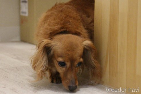 成約済の愛知県のカニンヘンダックスフンド(ロングヘアード)-244650の8枚目