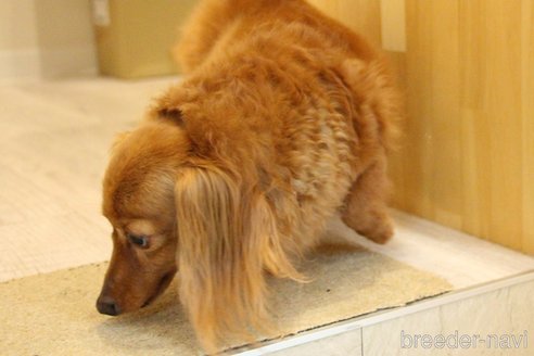 成約済の愛知県のカニンヘンダックスフンド(ロングヘアード)-244650の9枚目