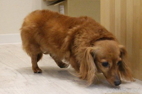 成約済の愛知県のカニンヘンダックスフンド(ロングヘアード)-244650の6枚目