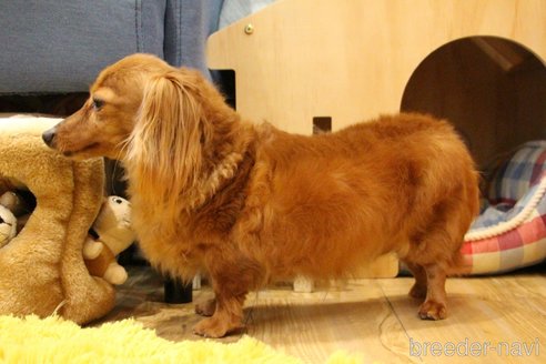 成約済の愛知県のカニンヘンダックスフンド(ロングヘアード)-244650の7枚目