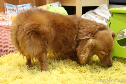 成約済の愛知県のカニンヘンダックスフンド(ロングヘアード)-244650の3枚目