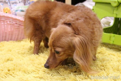 成約済の愛知県のカニンヘンダックスフンド(ロングヘアード)-244650の4枚目