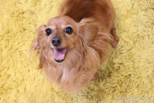 成約済の愛知県のカニンヘンダックスフンド(ロングヘアード)-244650の1枚目