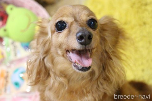 成約済の愛知県のカニンヘンダックスフンド(ロングヘアード)-244650の2枚目