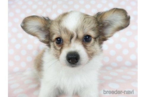 成約済の千葉県のミックス犬-242569の13枚目