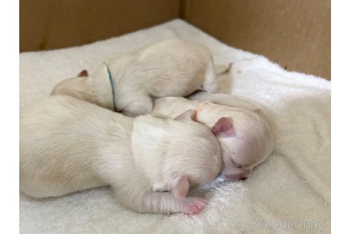 成約済の千葉県のチワワ(ロングコート)-244668の16枚目