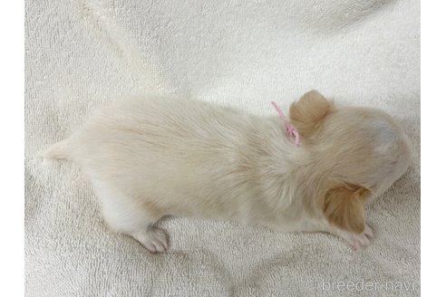 成約済の千葉県のチワワ(ロングコート)-244668の4枚目