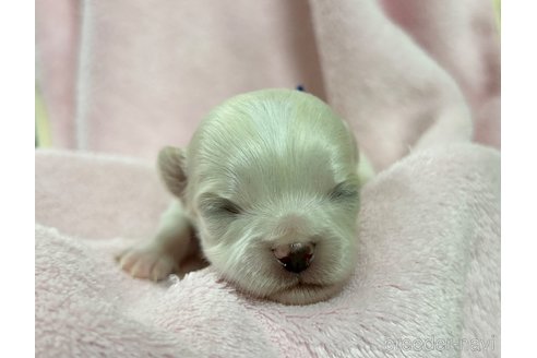 成約済の千葉県のチワワ(ロングコート)-244669の14枚目