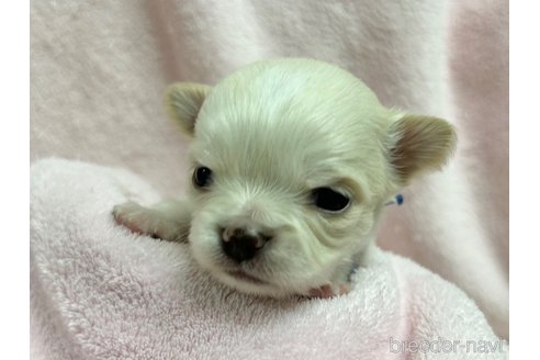 成約済の千葉県のチワワ(ロングコート)-244669の11枚目