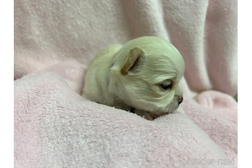成約済の千葉県のチワワ(ロングコート)-244669の10枚目