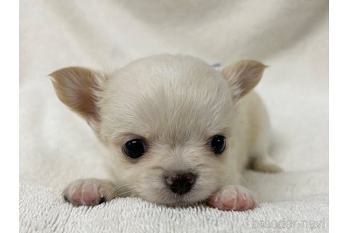 成約済の千葉県のチワワ(ロングコート)-244669の6枚目