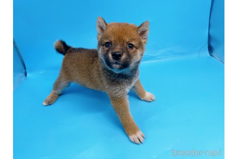 成約済の東京都の柴犬-244788の2枚目
