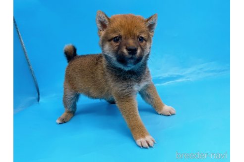 成約済の東京都の柴犬-244788の3枚目