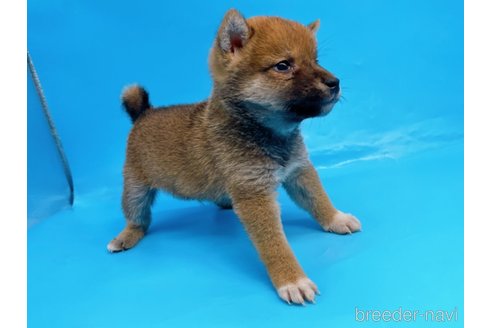 成約済の東京都の柴犬-244788の4枚目