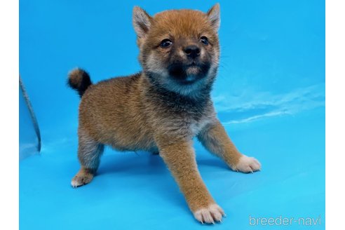 成約済の東京都の柴犬-244788の5枚目