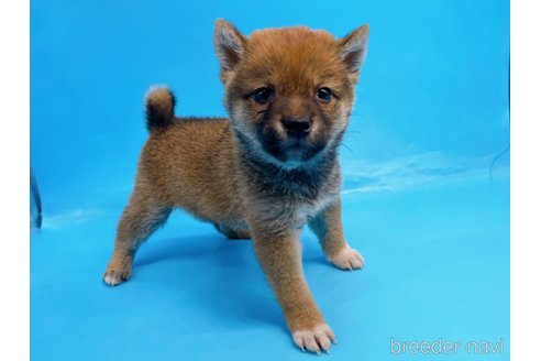 成約済の東京都の柴犬-244788の1枚目