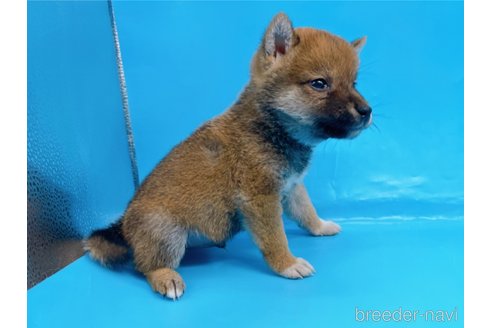 成約済の東京都の柴犬-244788の6枚目