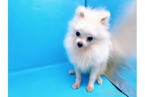 成約済の東京都のポメラニアン-231624の5枚目