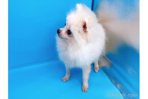 成約済の東京都のポメラニアン-231624の4枚目