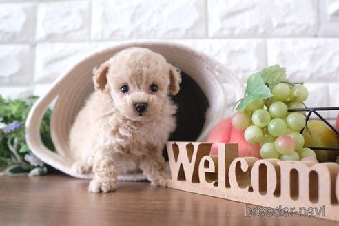 成約済の滋賀県のトイプードル-241976の1枚目